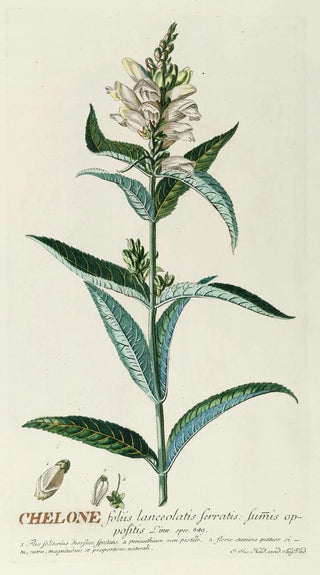 Georg Dionysius Ehret - Chelone.webp