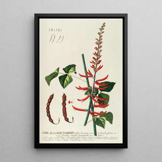 Georg Dionysius Ehret - Corallodendron II.webp