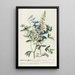 Crotalaria II - Georg Dionysius Ehret — quadro incorniciato alla parete