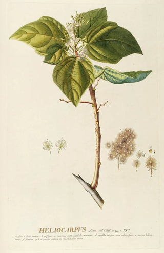 Georg Dionysius Ehret - Heliocarpus.webp