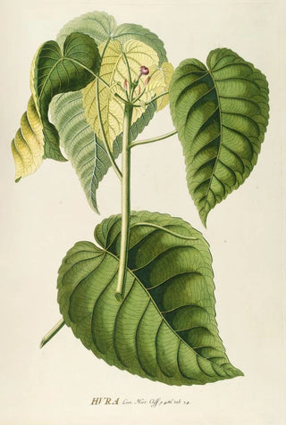 Georg Dionysius Ehret - Hura.webp