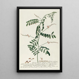 Georg Dionysius Ehret - Indigofera III.webp