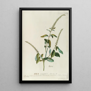 Georg Dionysius Ehret - Itea.webp