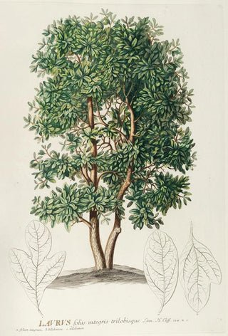 Georg Dionysius Ehret - Laurus.webp