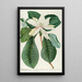 Magnolia III - Georg Dionysius Ehret — quadro incorniciato alla parete