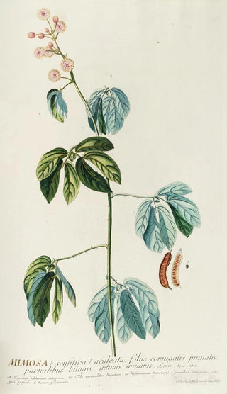 Georg Dionysius Ehret - Mimosa.webp