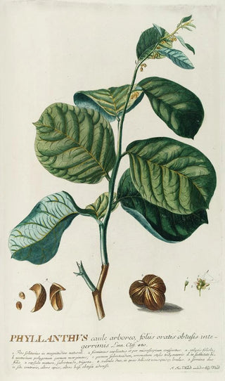 Georg Dionysius Ehret - PhylIanthus.webp