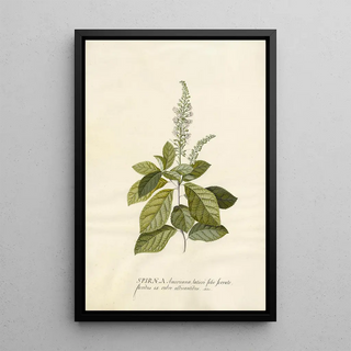 Georg Dionysius Ehret - Spiraea.webp