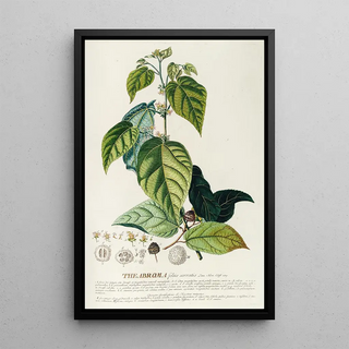 Georg Dionysius Ehret - Theabroma.webp