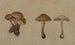 Funghi - Georg Wilhelm Baurenfeind — vista dell’opera