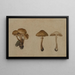 Funghi - Georg Wilhelm Baurenfeind — quadro incorniciato alla parete