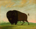 Bison che pascola nella prateria - George Catlin — vista dell’opera