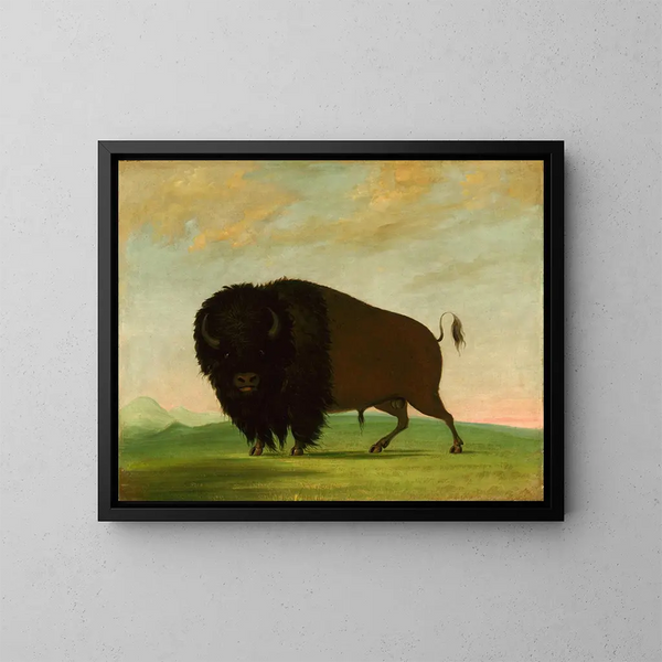 Bison che pascola nella prateria - George Catlin — quadro incorniciato alla parete