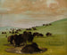 Bisons dans un trou d'eau - George Catlin — vista dell’opera
