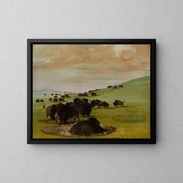 Bisons dans un trou d'eau - George Catlin — quadro incorniciato alla parete
