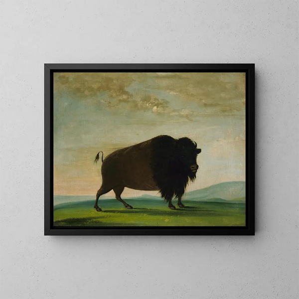 di mucca bufalo che pascola nella prateria - George Catlin — quadro incorniciato alla parete