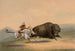 Caccia al bisonte n° 5 - George Catlin — vista dell’opera