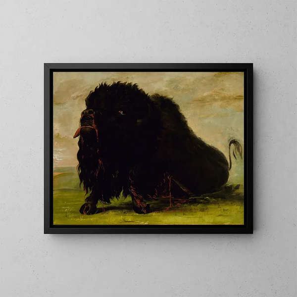 Bison morente colpito da una freccia - George Catlin — quadro incorniciato alla parete