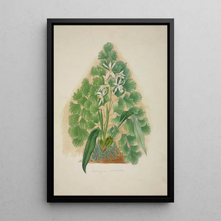 George De Alwis - Mon Jardin a Ceylan Pl004.webp