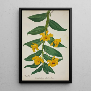 George De Alwis - Mon Jardin a Ceylan Pl027.webp