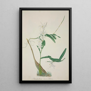 George De Alwis - Mon Jardin a Ceylan Pl032.webp