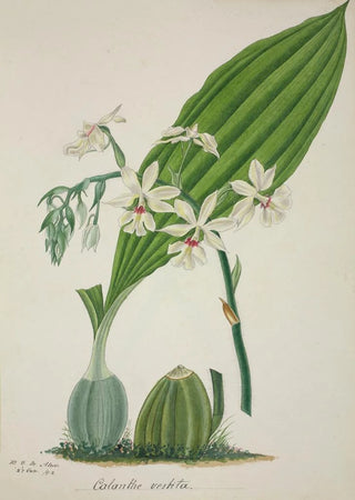 George De Alwis - Mon Jardin a Ceylan Pl048.webp