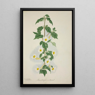 George De Alwis - Mon Jardin a Ceylan Pl055.webp