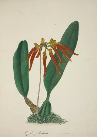 George De Alwis - Mon Jardin a Ceylan Pl065.webp