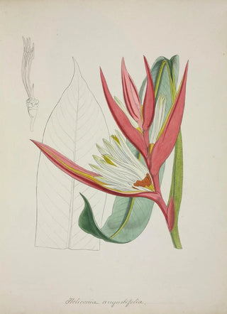 George De Alwis - Mon Jardin a Ceylan Pl069.webp