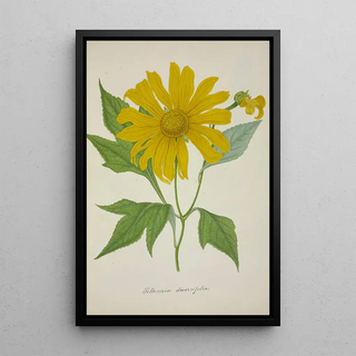 George De Alwis - Mon Jardin a Ceylan Pl074.webp