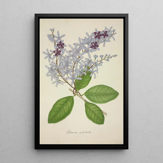 George De Alwis - Mon Jardin a Ceylan Pl077.webp