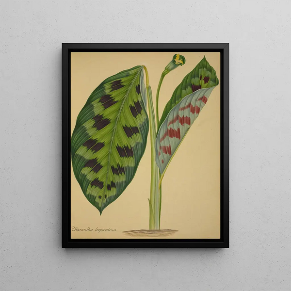 George De Alwis - Mon Jardin a Ceylan Pl092.webp