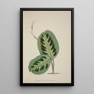 George De Alwis - Mon Jardin a Ceylan Pl093.webp