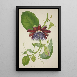 George De Alwis - Mon Jardin a Ceylan Pl099.webp