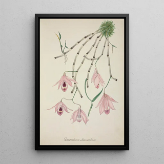 George De Alwis - Mon Jardin a Ceylan Pl101.webp