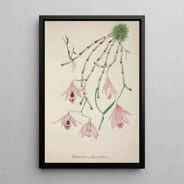 George De Alwis - Mon Jardin a Ceylan Pl101.webp