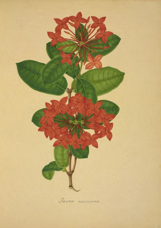 George De Alwis - Mon Jardin a Ceylan Pl104.webp