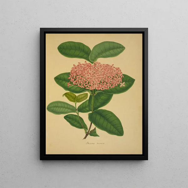 George De Alwis - Mon Jardin a Ceylan Pl106.webp