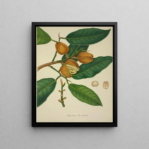 George De Alwis - Mon Jardin a Ceylan Pl118.webp