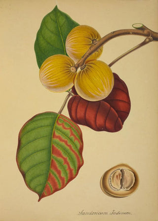 George De Alwis - Mon Jardin a Ceylan Pl125.webp