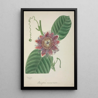 George De Alwis - Mon Jardin a Ceylan Pl145.webp