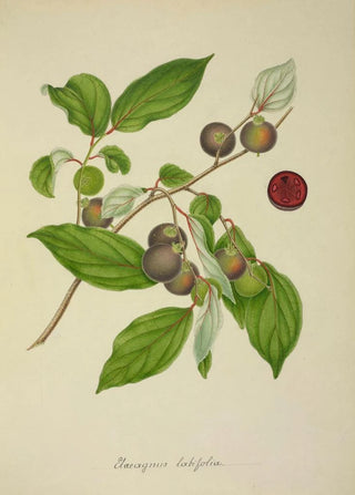 George De Alwis - Mon Jardin a Ceylan Pl156.webp