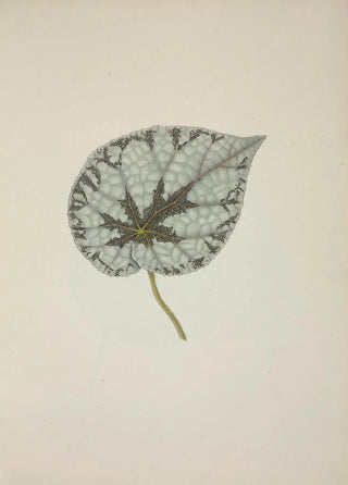 George De Alwis - Mon Jardin a Ceylan Pl229.webp