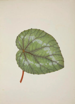 George De Alwis - Mon Jardin a Ceylan Pl230.webp