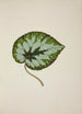 Mon Jardin à Ceylan Pl245 - George De Alwis — vista dell’opera