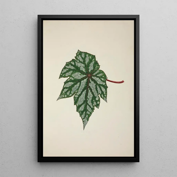 George De Alwis - Mon Jardin a Ceylan Pl253.webp