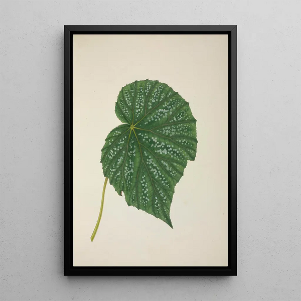 George De Alwis - Mon Jardin a Ceylan Pl262.webp