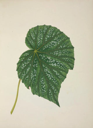 George De Alwis - Mon Jardin a Ceylan Pl262.webp