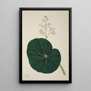 George De Alwis - Mon Jardin a Ceylan Pl269.webp