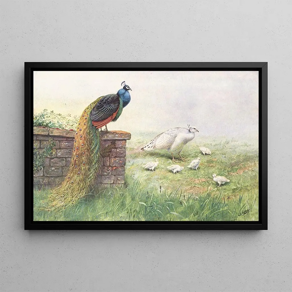 Pavone con ali nere - George Edward Lodge — quadro incorniciato alla parete